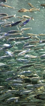 サンシャイン水族館に投稿された画像（2023/4/16）