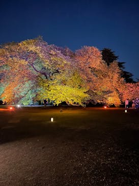 NAKED 桜の新宿御苑 2023に投稿された画像（2023/4/16）