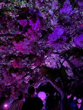 NAKED 桜の新宿御苑 2023に投稿された画像（2023/4/16）