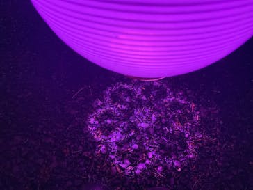 NAKED 桜の新宿御苑 2023に投稿された画像（2023/4/17）