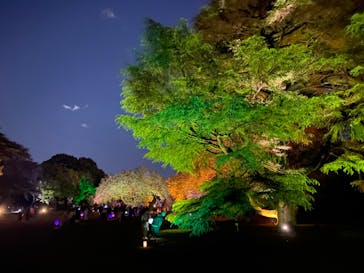 NAKED 桜の新宿御苑 2023に投稿された画像（2023/4/17）