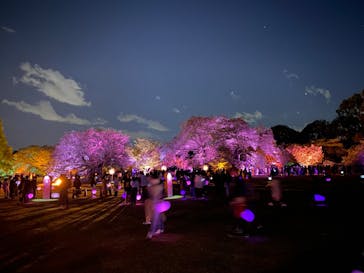 NAKED 桜の新宿御苑 2023に投稿された画像（2023/4/17）