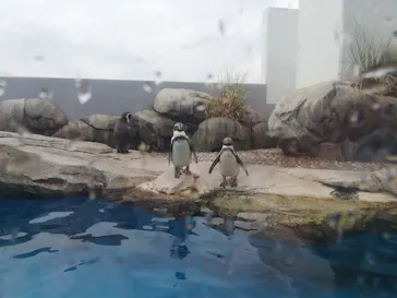 仙台うみの杜水族館に投稿された画像（2023/4/17）