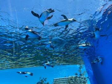 サンシャイン水族館に投稿された画像（2023/4/17）