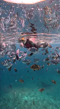 武藤潜水に投稿された画像（2023/4/17）