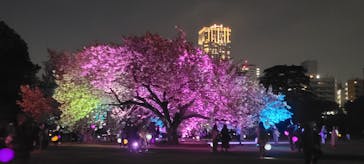 NAKED 桜の新宿御苑 2023に投稿された画像（2023/4/17）