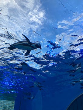 サンシャイン水族館に投稿された画像（2023/4/17）
