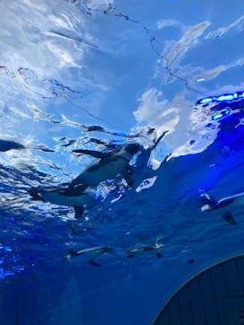 サンシャイン水族館に投稿された画像（2023/4/17）