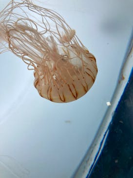 サンシャイン水族館に投稿された画像（2023/4/17）