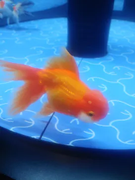 すみだ水族館に投稿された画像（2023/4/17）