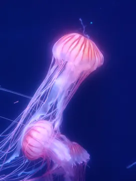 すみだ水族館に投稿された画像（2023/4/17）