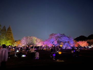 NAKED 桜の新宿御苑 2023に投稿された画像（2023/4/17）