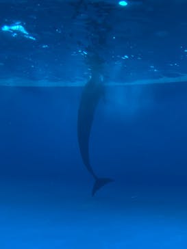アクアワールド茨城県大洗水族館に投稿された画像（2023/4/17）
