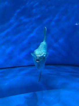 アクアワールド茨城県大洗水族館に投稿された画像（2023/4/17）