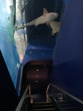 アクアワールド茨城県大洗水族館に投稿された画像（2023/4/17）