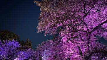 NAKED 桜の新宿御苑 2023に投稿された画像（2023/4/17）