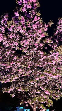 NAKED 桜の新宿御苑 2023に投稿された画像（2023/4/17）