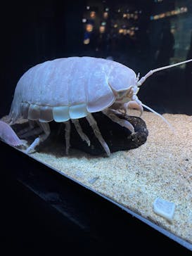 サンシャイン水族館に投稿された画像（2023/4/17）