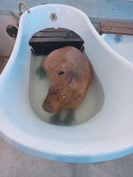 アニタッチみなとみらいに投稿された画像（2023/4/17）