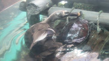 しながわ水族館に投稿された画像（2023/4/17）