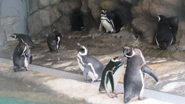 しながわ水族館に投稿された画像（2023/4/17）