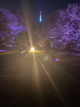 NAKED 桜の新宿御苑 2023に投稿された画像（2023/4/17）