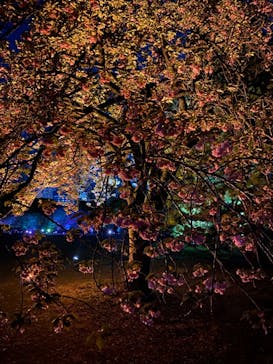 NAKED 桜の新宿御苑 2023に投稿された画像（2023/4/17）