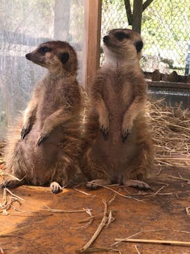 しろとり動物園に投稿された画像（2023/4/17）