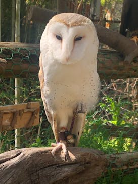 しろとり動物園に投稿された画像（2023/4/17）