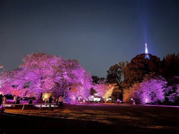 NAKED 桜の新宿御苑 2023に投稿された画像（2023/4/17）