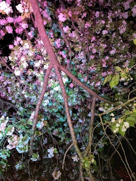 NAKED 桜の新宿御苑 2023に投稿された画像（2023/4/17）