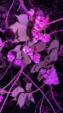 NAKED 桜の新宿御苑 2023に投稿された画像（2023/4/17）