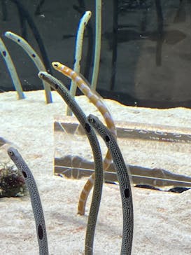 京都水族館に投稿された画像（2023/4/17）