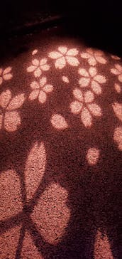 NAKED 桜の新宿御苑 2023に投稿された画像（2023/4/17）