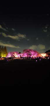 NAKED 桜の新宿御苑 2023に投稿された画像（2023/4/17）