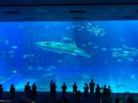 沖縄美ら海水族館に投稿された画像（2023/4/18）