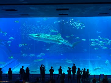 沖縄美ら海水族館に投稿された画像（2023/4/17）