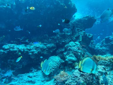 沖縄美ら海水族館に投稿された画像（2023/4/17）