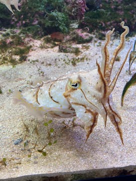 沖縄美ら海水族館に投稿された画像（2023/4/17）