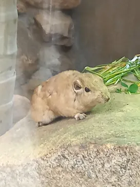 神戸どうぶつ王国に投稿された画像（2023/4/17）