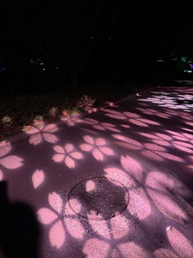 NAKED 桜の新宿御苑 2023に投稿された画像（2023/4/17）