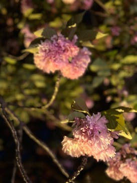 NAKED 桜の新宿御苑 2023に投稿された画像（2023/4/17）