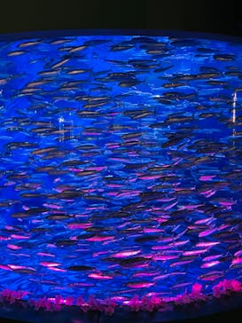 アクアワールド茨城県大洗水族館に投稿された画像（2023/4/17）