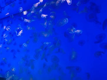 アクアワールド茨城県大洗水族館に投稿された画像（2023/4/17）