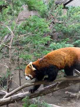 那須どうぶつ王国に投稿された画像（2023/4/18）