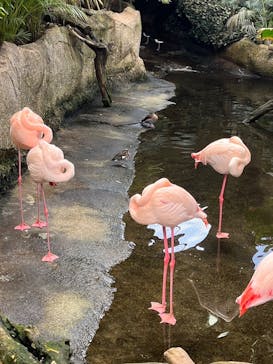 那須どうぶつ王国に投稿された画像（2023/4/18）