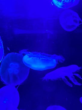 マリンワールド海の中道に投稿された画像（2023/4/18）