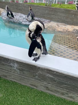 マリンワールド海の中道に投稿された画像（2023/4/18）