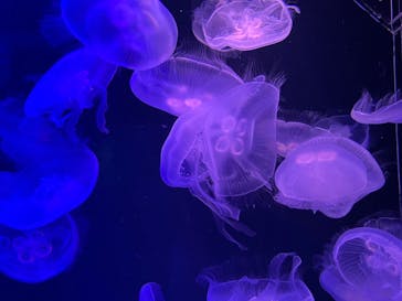 マリンワールド海の中道に投稿された画像（2023/4/18）