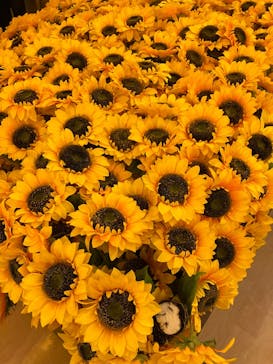 ゴッホ・アライブ神戸に投稿された画像（2023/4/18）